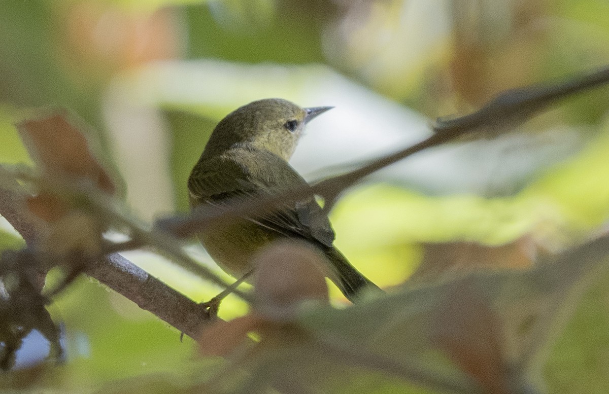 Orange-crowned Warbler - ML625590457