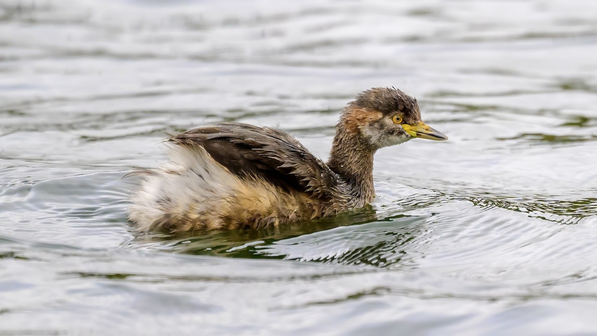 Australasian Grebe - ML625590523