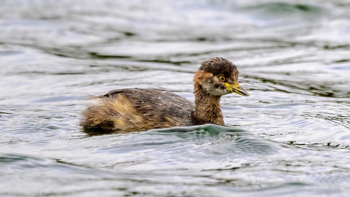 Australasian Grebe - ML625590524