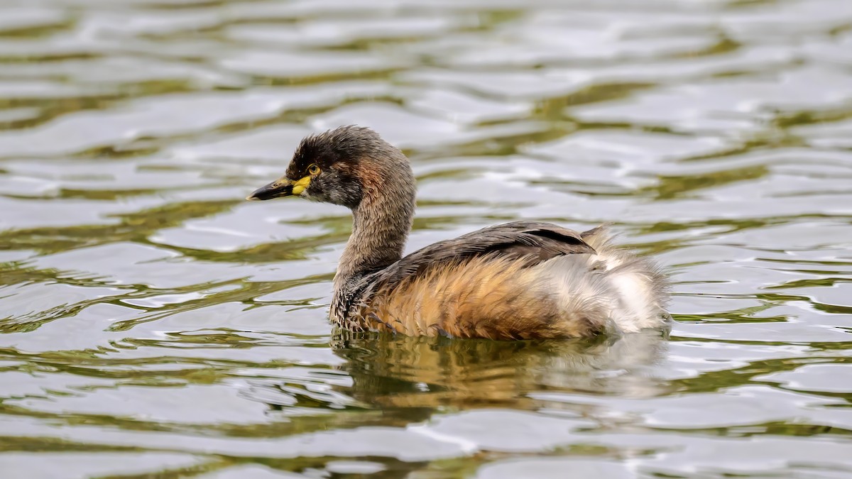 Australasian Grebe - ML625590526