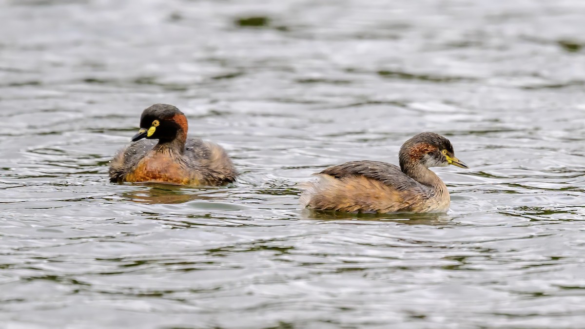 Australasian Grebe - ML625590527