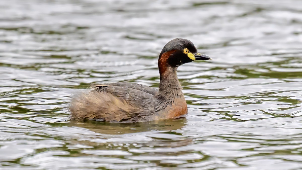 Australasian Grebe - ML625590528