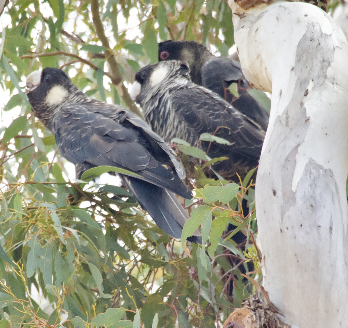 Carnaby's Black-Cockatoo - ML625590559