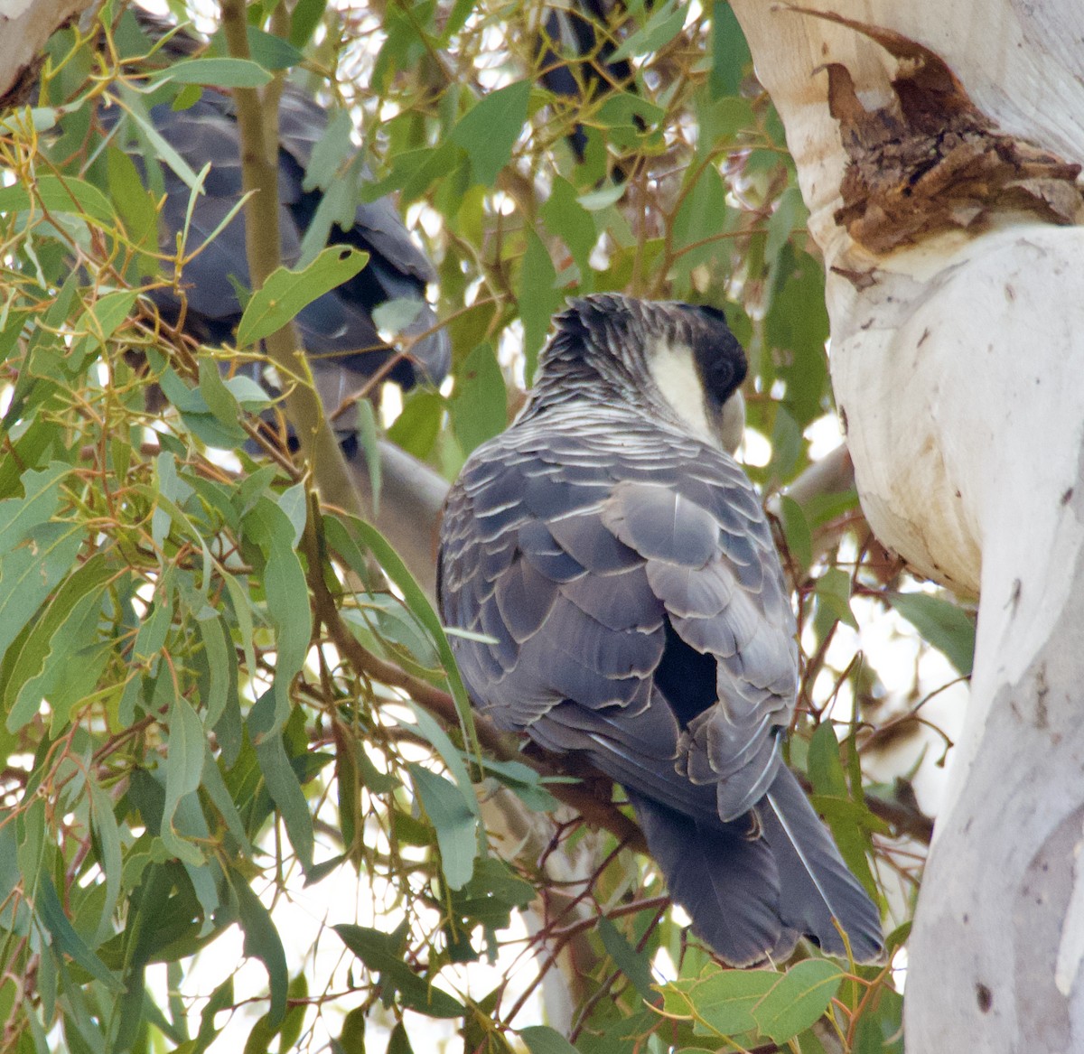 Carnaby's Black-Cockatoo - ML625590565