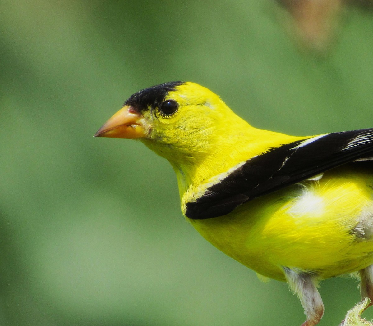 American Goldfinch - ML625590727