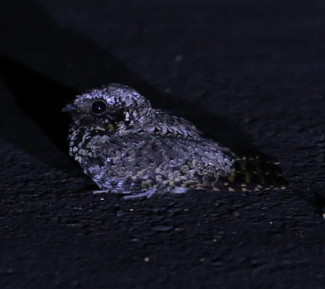 Common Poorwill - ML625590734