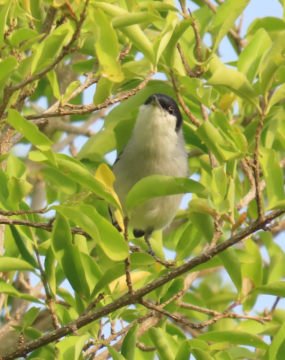 Tropical Gnatcatcher - ML625590830