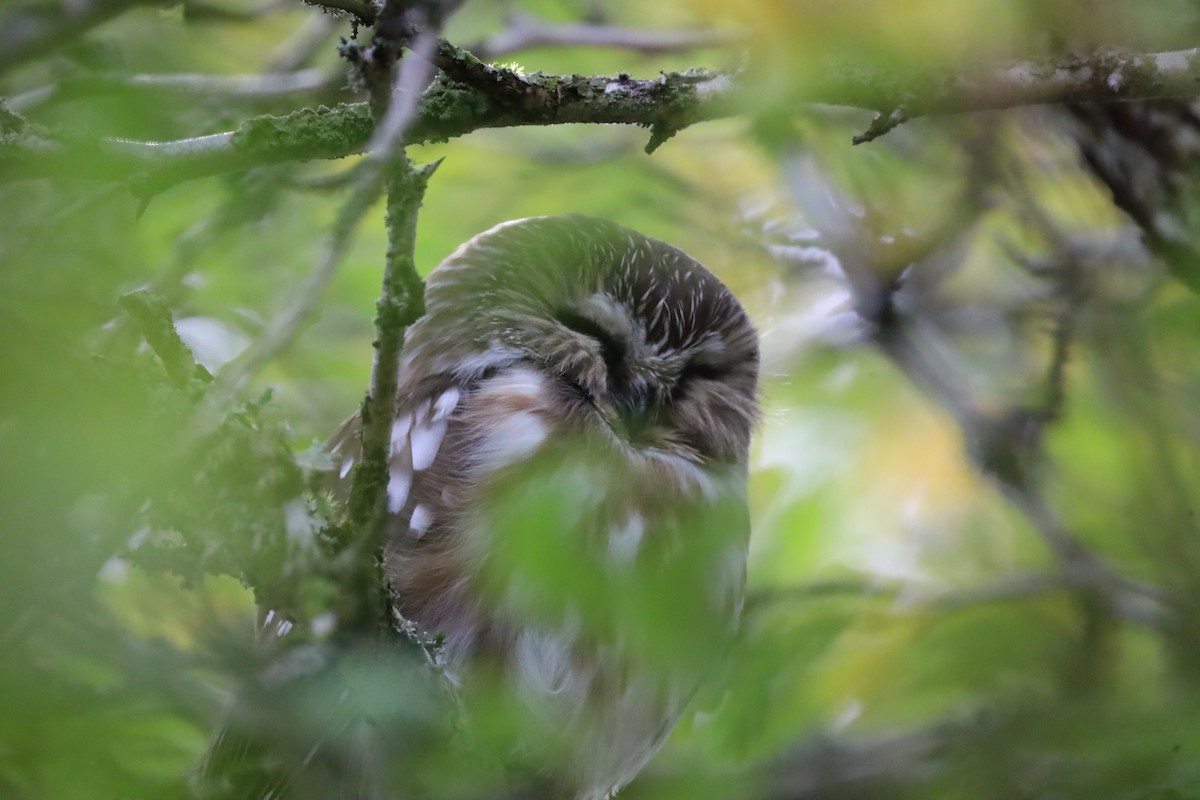 Northern Saw-whet Owl - ML625590951