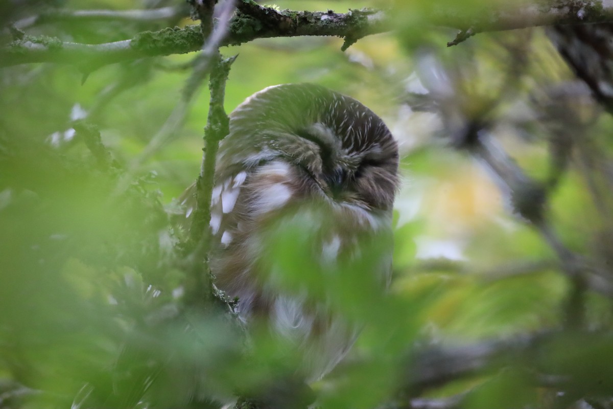 Northern Saw-whet Owl - ML625590952