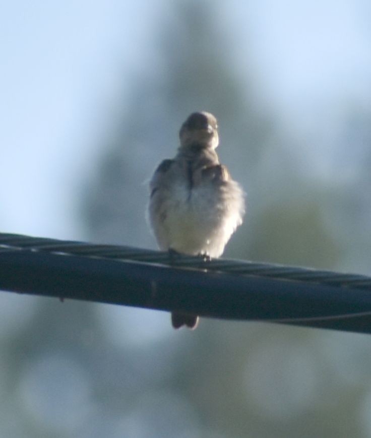 Northern Rough-winged Swallow - ML625590991