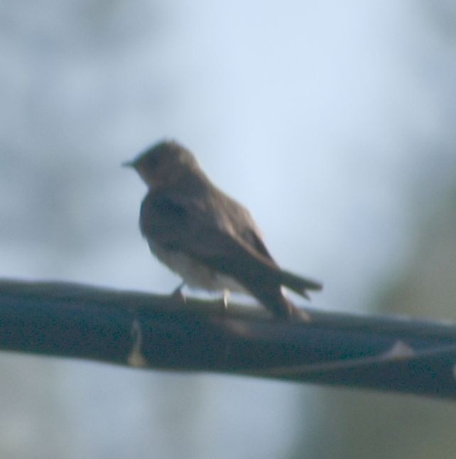 Northern Rough-winged Swallow - ML625590992