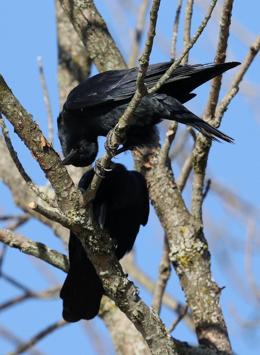 Fish Crow - ML625591044