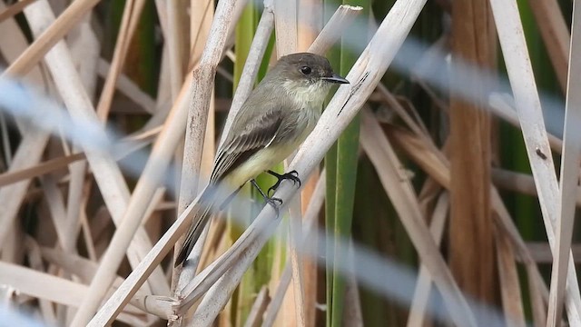 Moucherolle phébi - ML625591094
