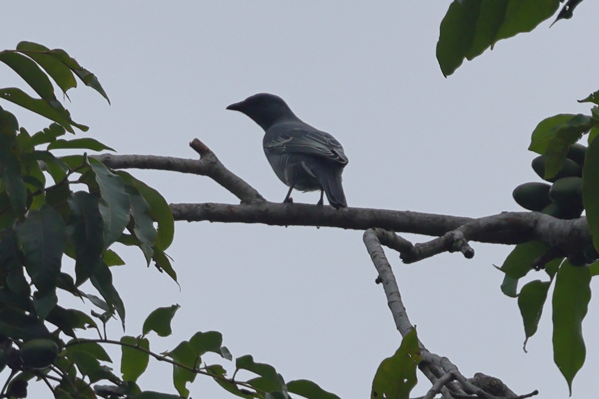 Barred Cuckooshrike - ML625591163