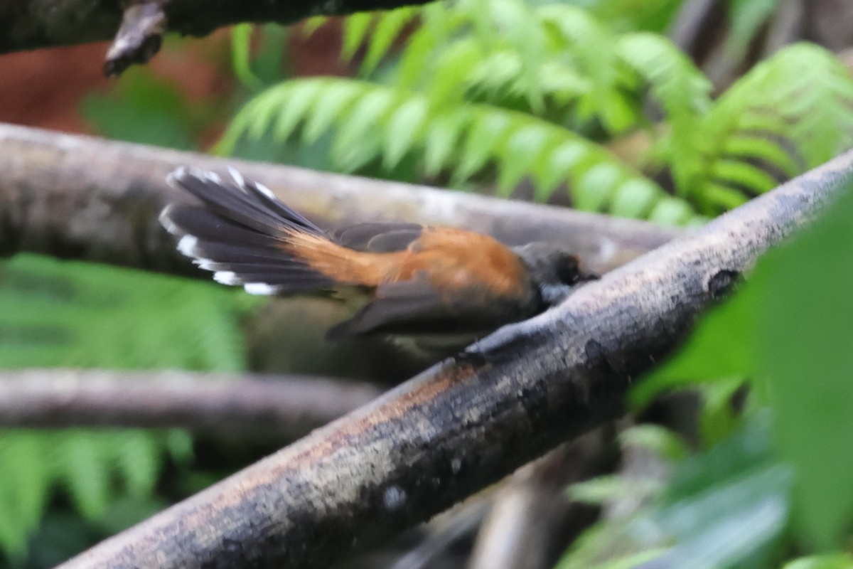 Solomons Rufous Fantail (Rufous-backed) - ML625591183