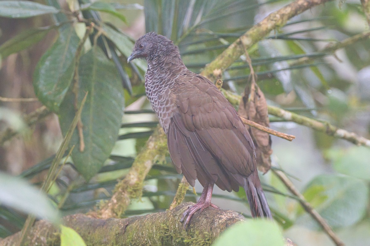 Colombian Chachalaca - ML625591407