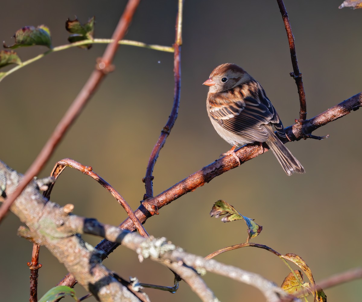 Field Sparrow - ML625591422