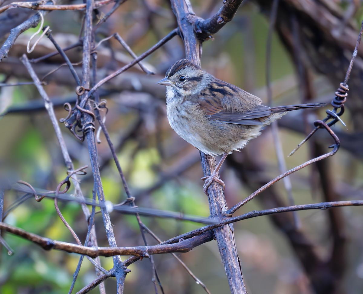 Swamp Sparrow - ML625591443