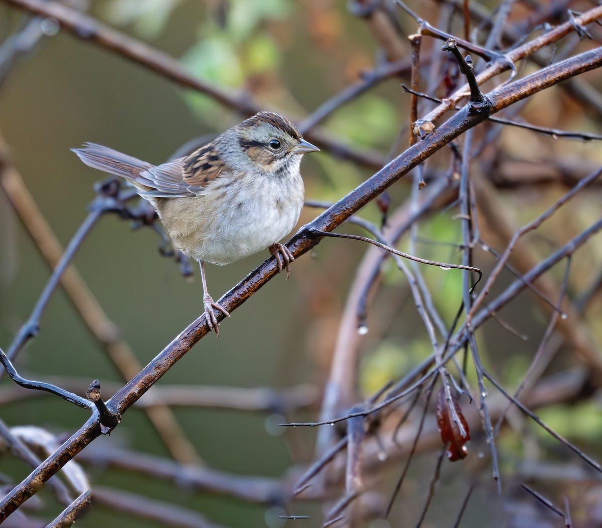 Swamp Sparrow - ML625591444