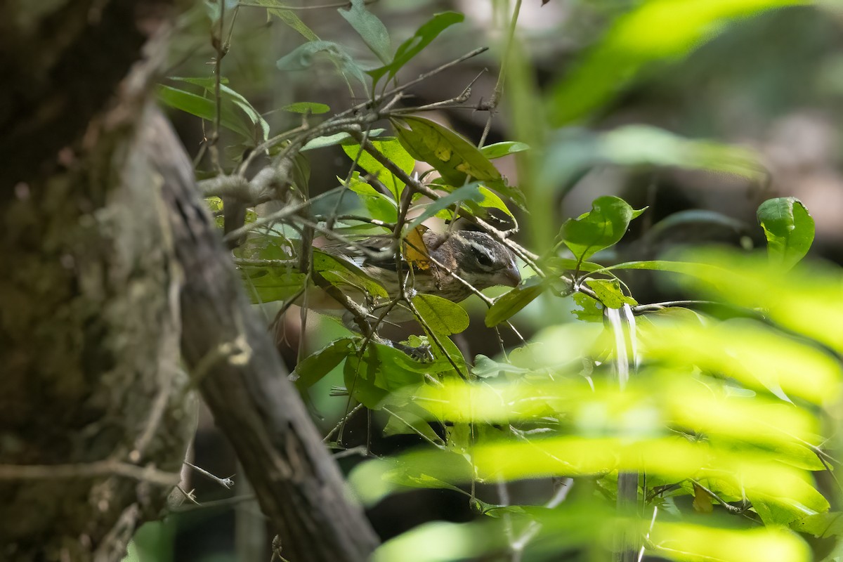 Rose-breasted Grosbeak - ML625591492