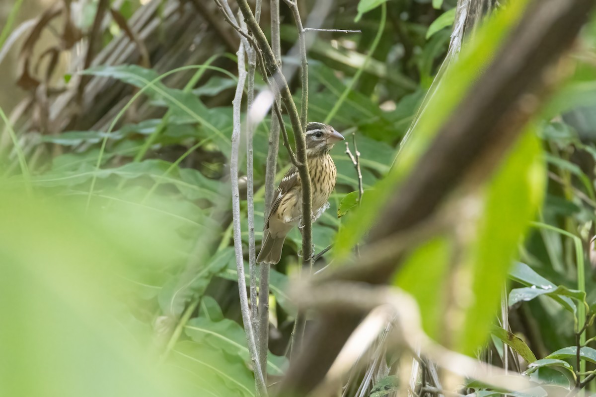 Rose-breasted Grosbeak - ML625591493