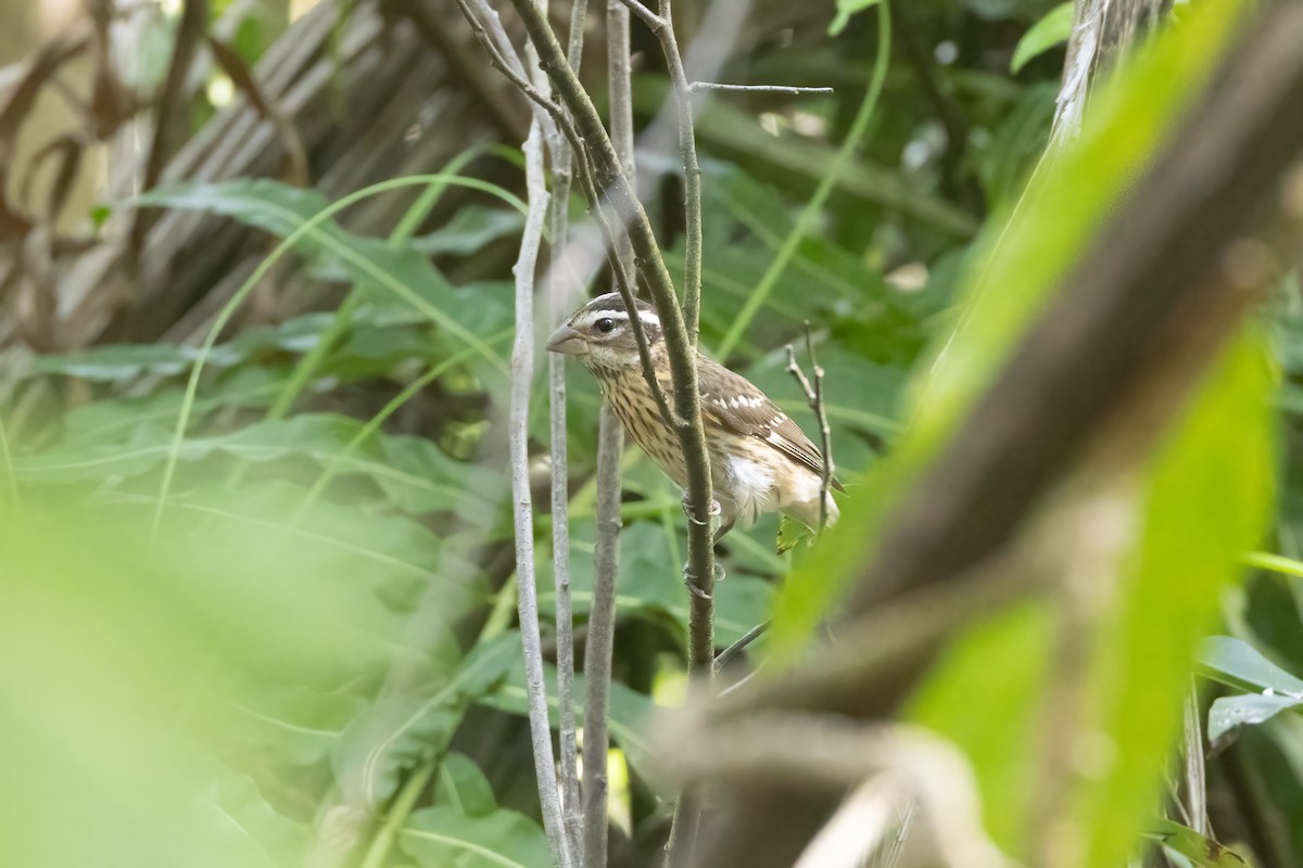 Rose-breasted Grosbeak - ML625591494