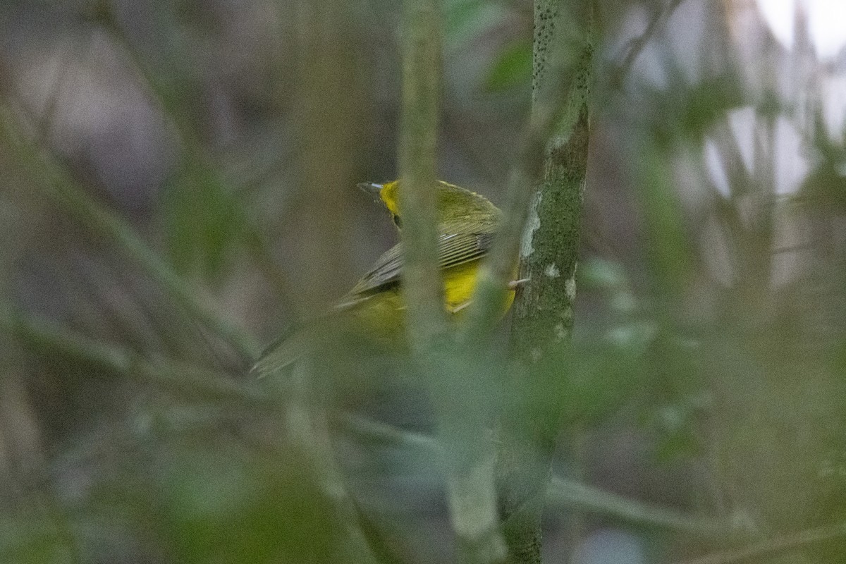 Hooded Warbler - ML625591519