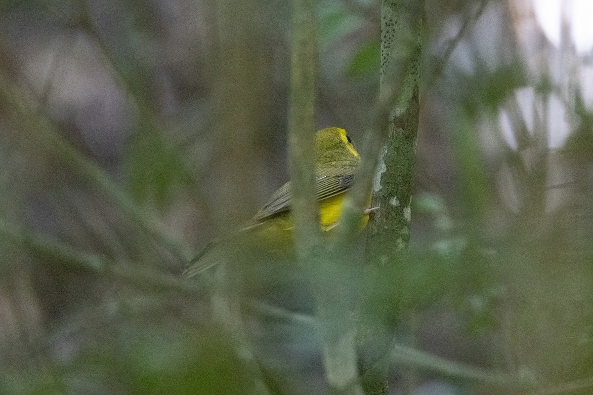 Hooded Warbler - ML625591520