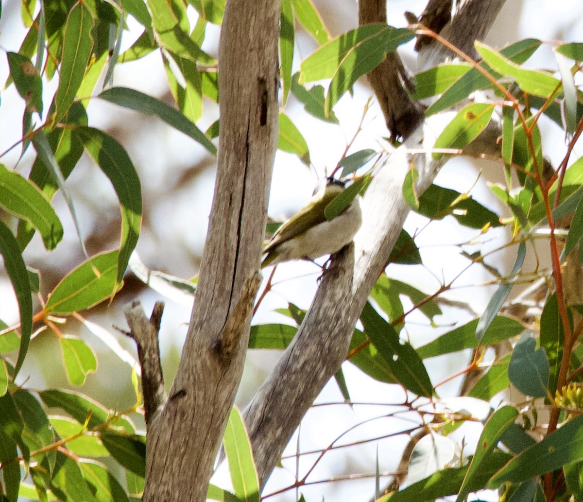 Gilbert's Honeyeater - ML625591533