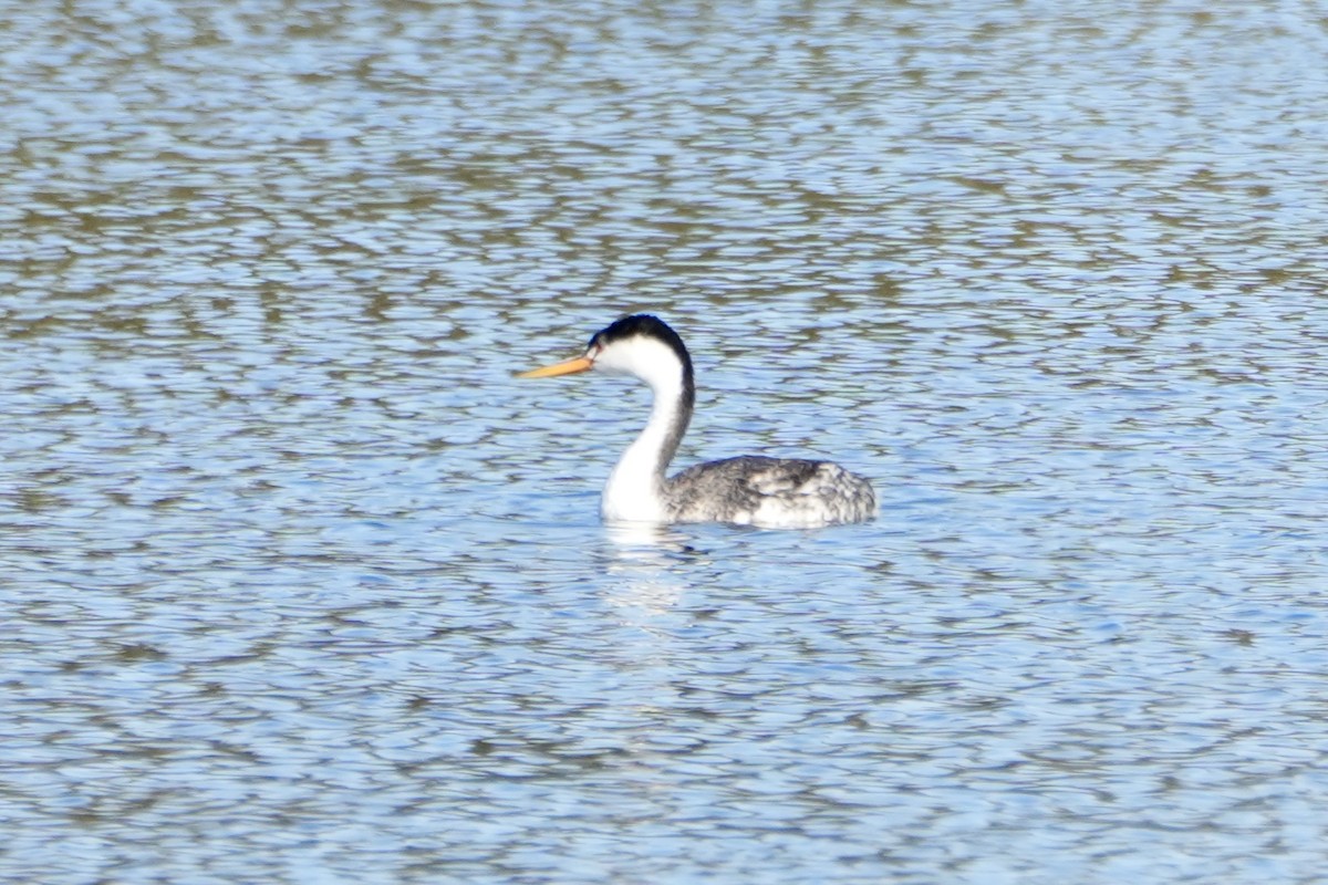 Clark's Grebe - ML625591592