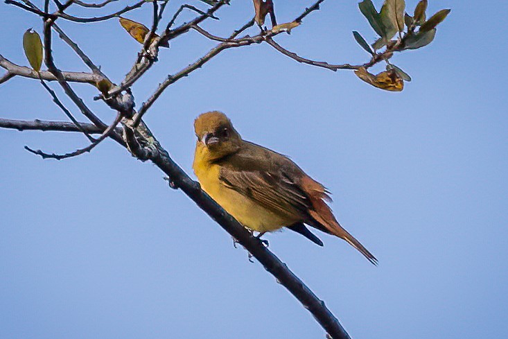 Summer Tanager - ML625591643