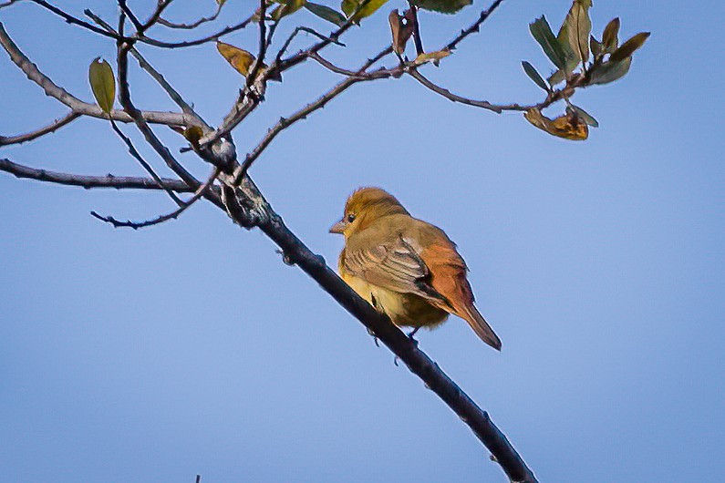 Summer Tanager - ML625591644