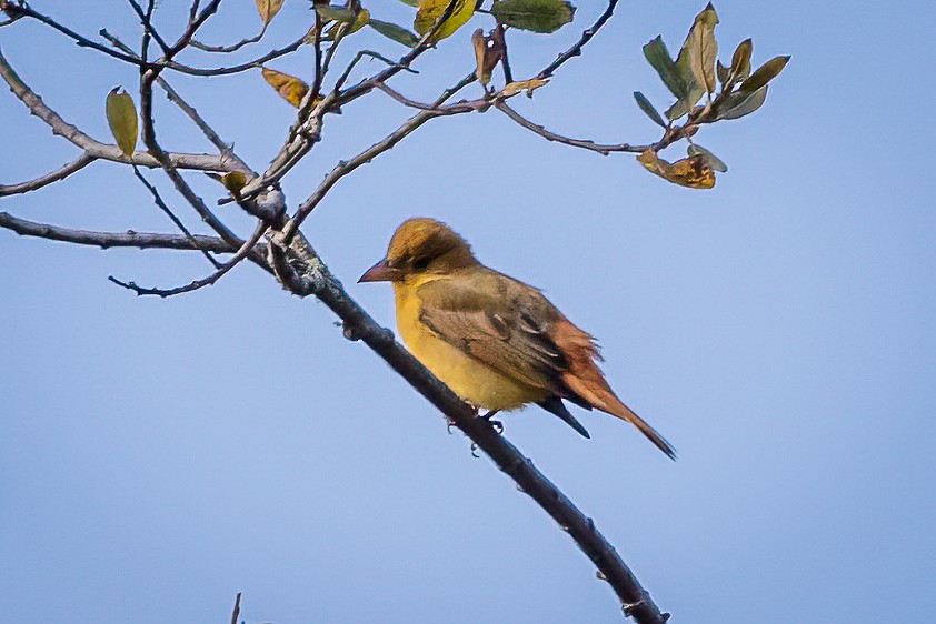 Summer Tanager - ML625591645