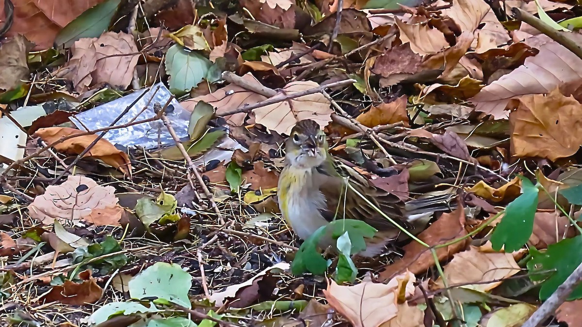 Dickcissel - Ian Lynch