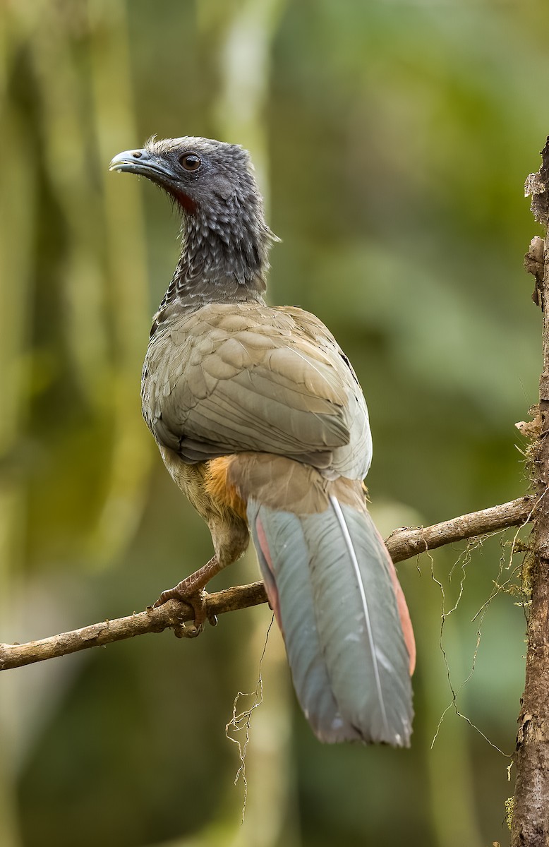 Colombian Chachalaca - ML625591781