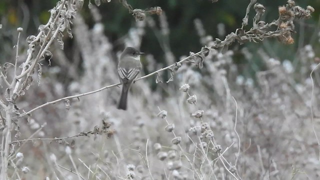 Moucherolle phébi - ML625591878