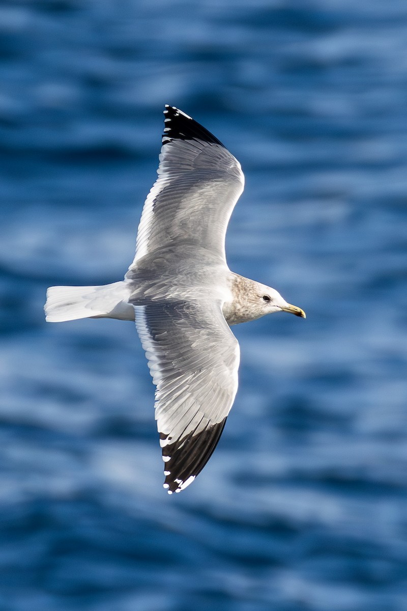 California Gull - ML625591903