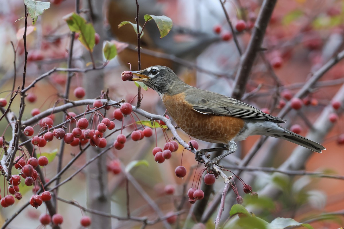 American Robin - ML625591911
