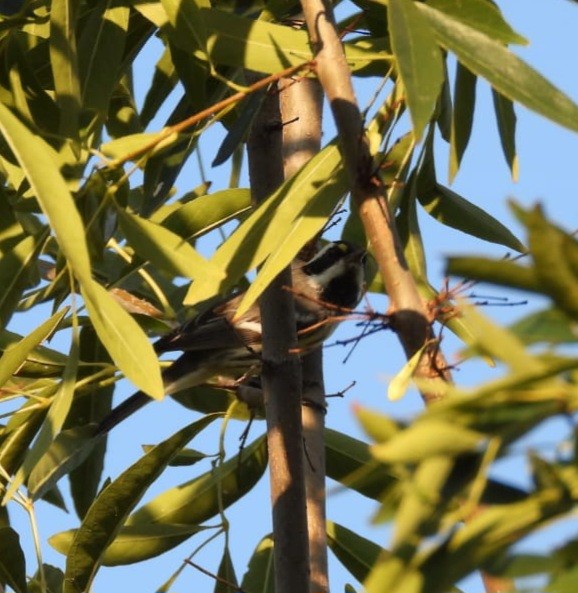 Black-throated Gray Warbler - ML625592270