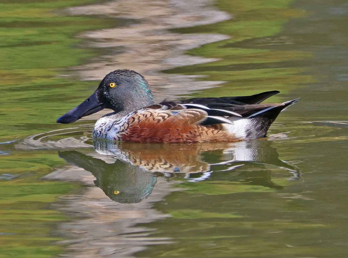 Northern Shoveler - ML625592273