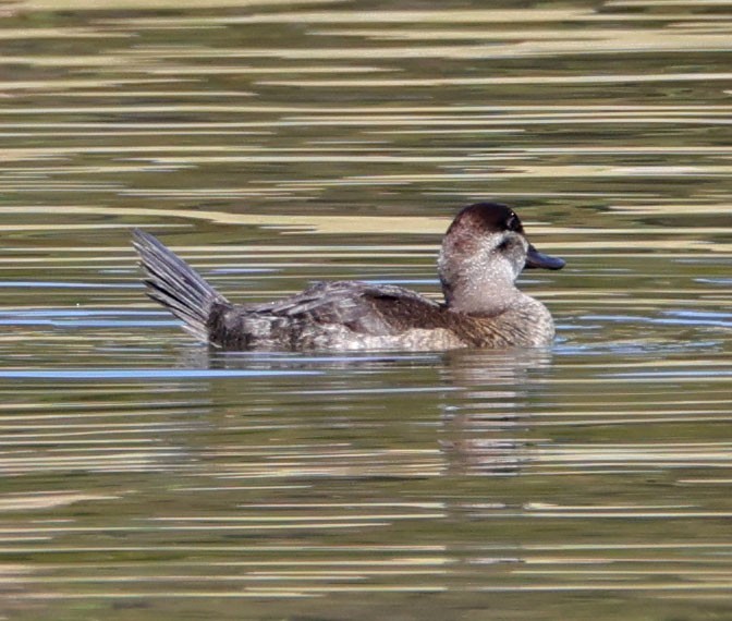 Ruddy Duck - ML625592275