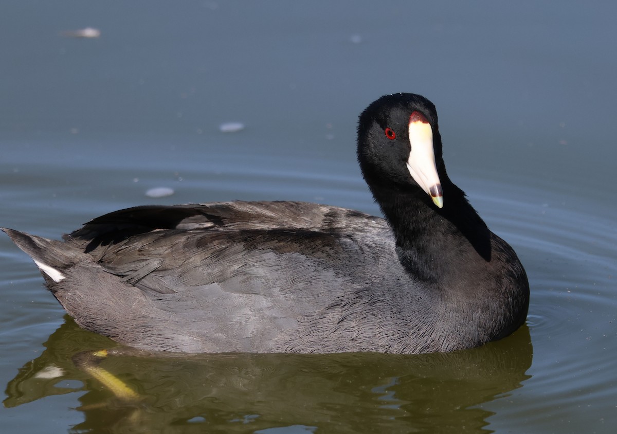 American Coot - ML625592276