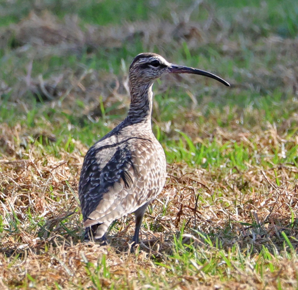 Whimbrel - ML625592282