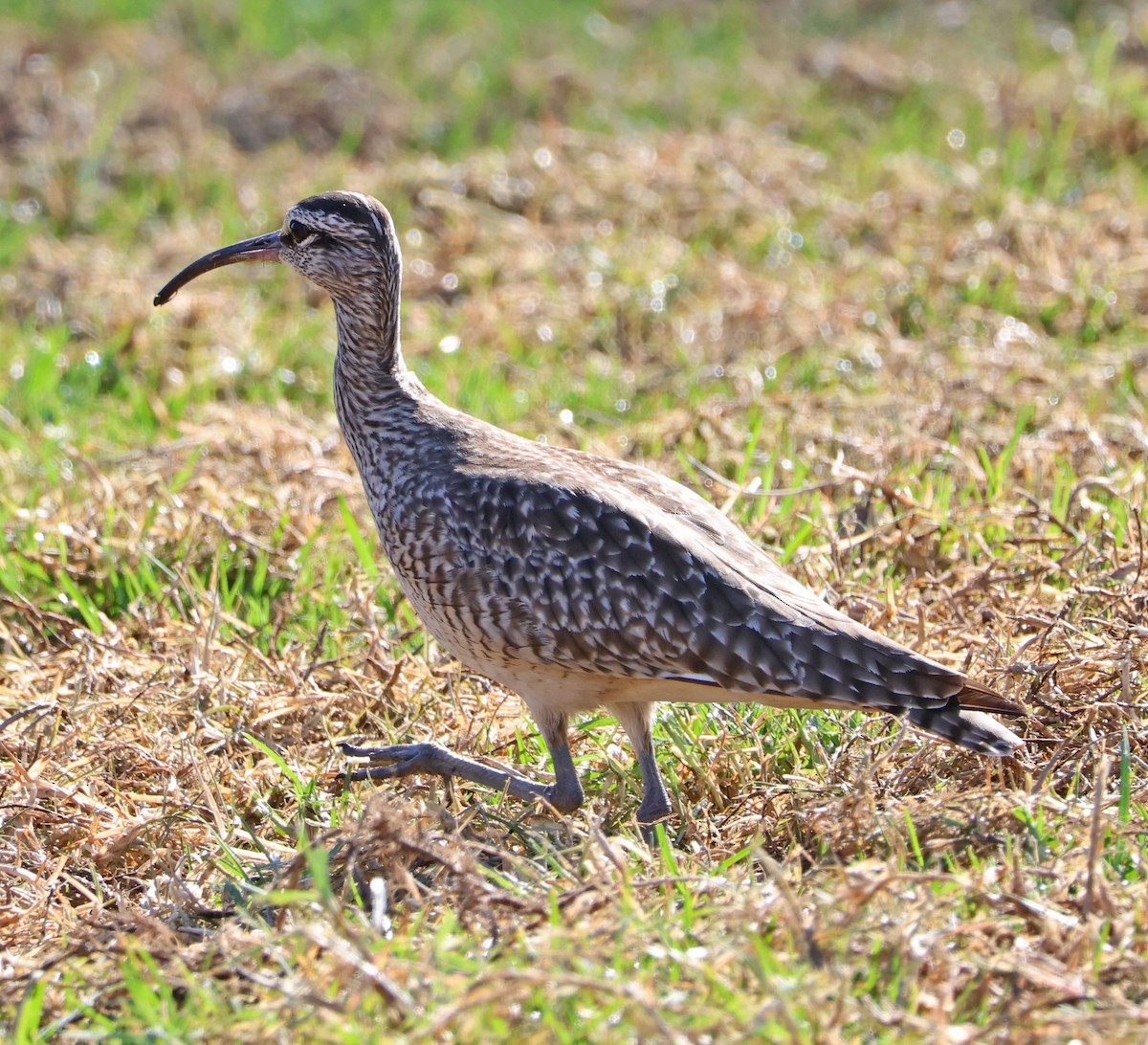 Whimbrel - ML625592283