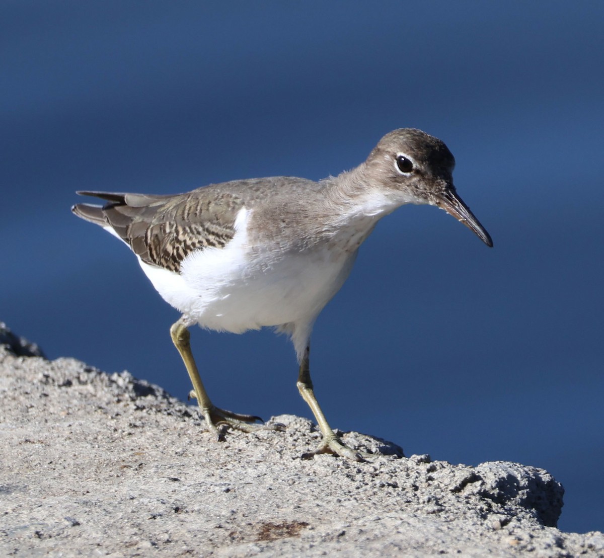 Spotted Sandpiper - ML625592285