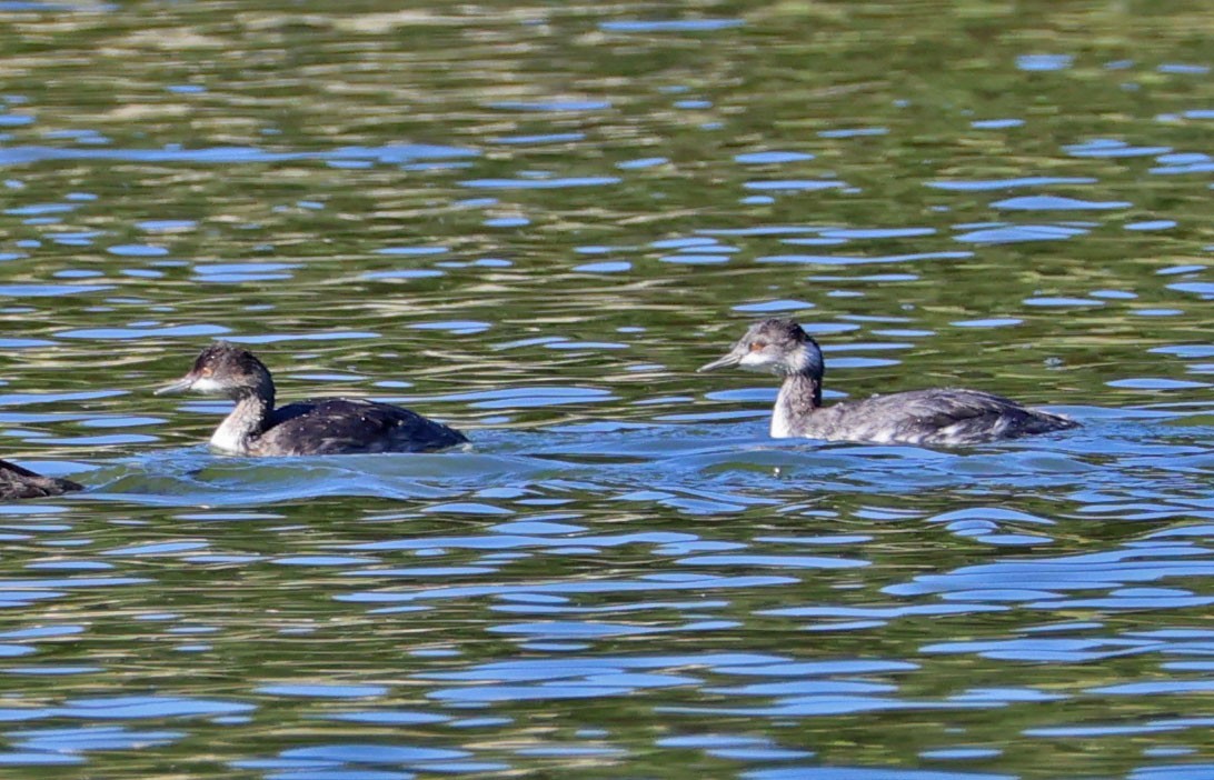 Eared Grebe - ML625592287