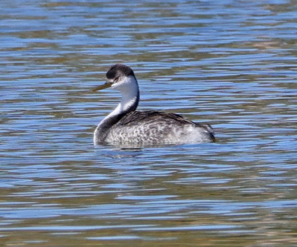 Western Grebe - ML625592292