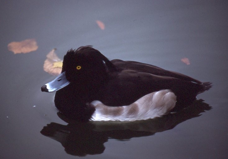 鳳頭潛鴨 - ML625592294