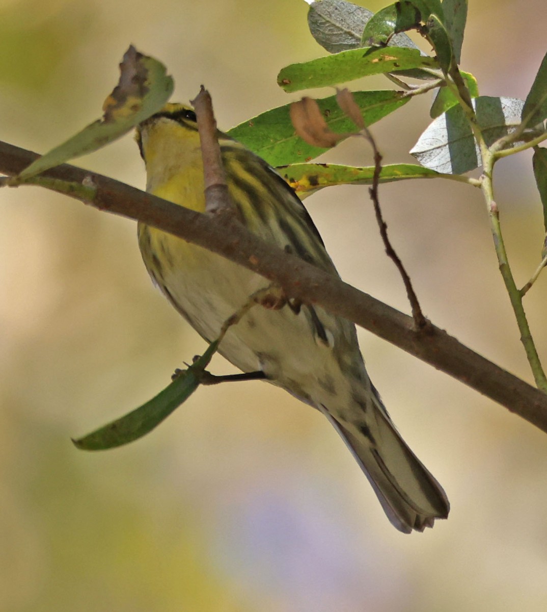 Townsend's Warbler - ML625592300