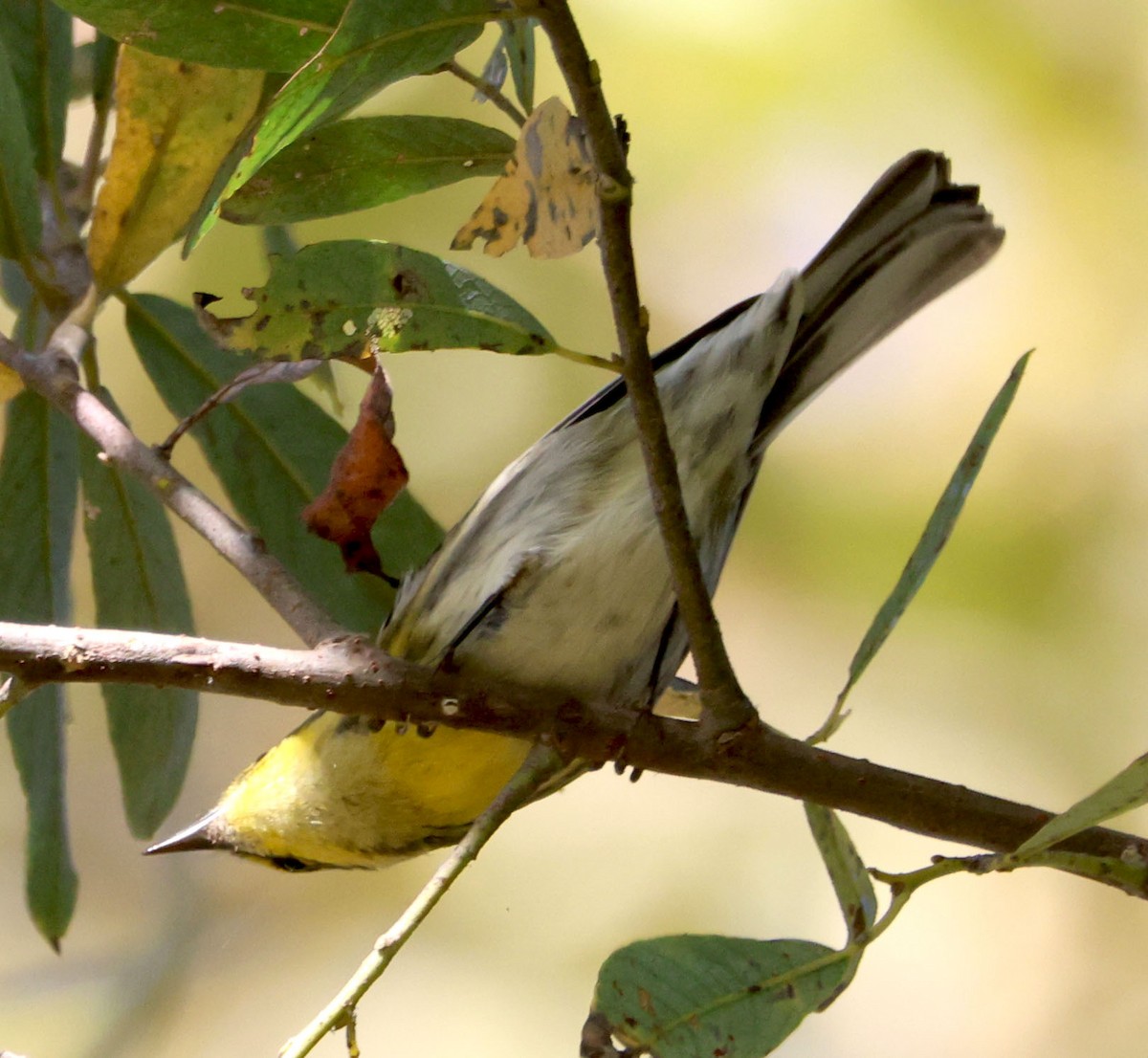 Townsend's Warbler - ML625592301